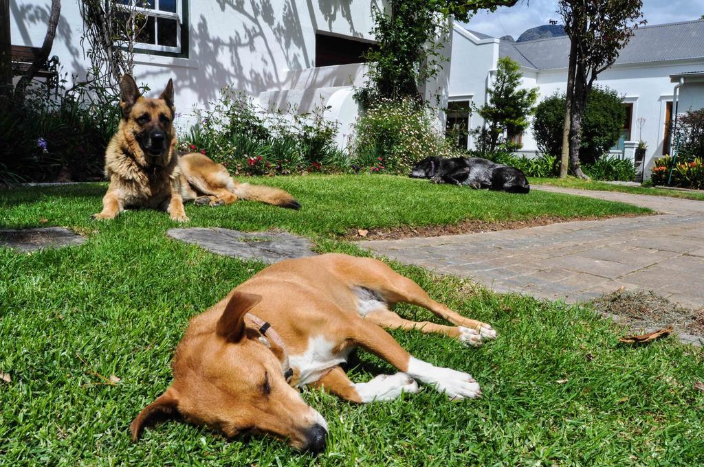 Bo La Motte Farm Cottages Franschhoek Extérieur photo